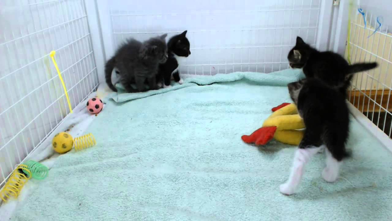 Springfield Kittens - Synchronized Potty Break