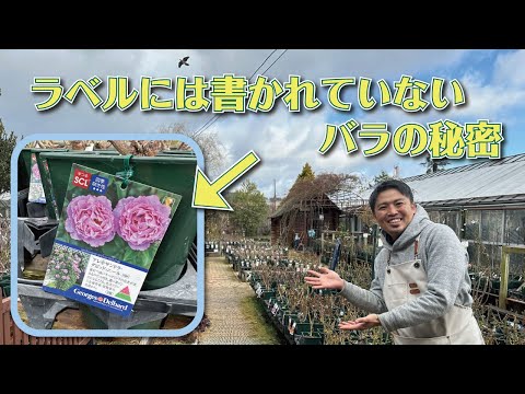 しおれたバラにジャガイモを使って植える：神話か現実か？  庭園