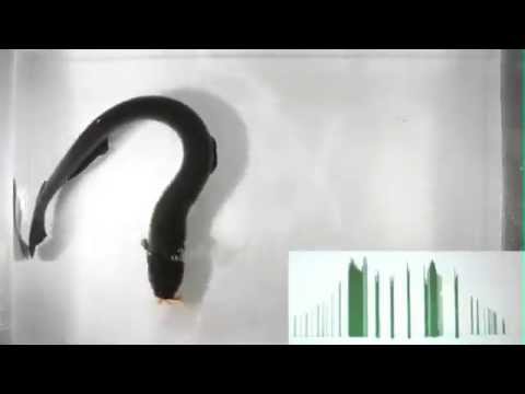 ปลาไหลไฟฟ้า