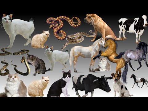 Dogs Fighting Video|| Wild Video|| Dogs Fighting #dogs #doglover #wildvideos