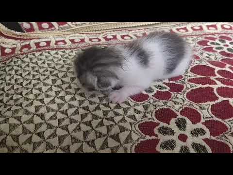 Jimmy Reply !Gud News!#Short#jimmy#Dyna||Tulikadynavlogs