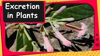 Biology - Excretion in plants - Life Processes - Part 21 - English