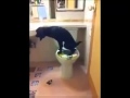 Perro Dominicano El Mas EDucado Del Mundo TREMENDO