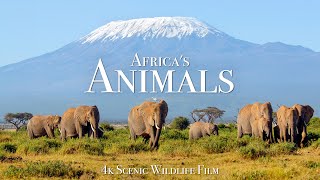 Africa's Animals 4K - Scenic Wildlife Film With Inspiring Music