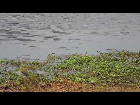 Djuma: Reptile-is that a Monitor Lizard or a Terrapin? - 15:44 - 10/14/2022