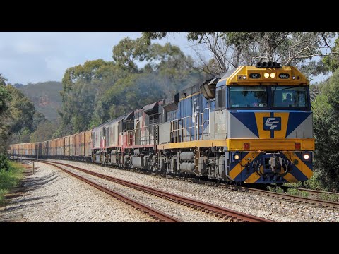 6MP9 SCT015-CSR005-CSR006 Hawthorn