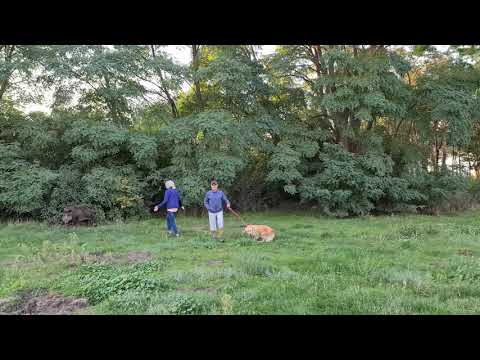 Wildschwein greift Hund an der Leine an