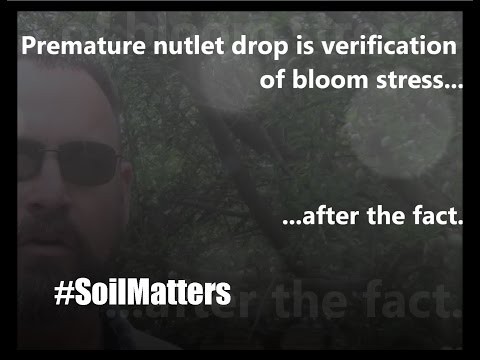 Marc Suderman #340  |  Almonds - Premature Nutlet Drop  |  4-2-2017