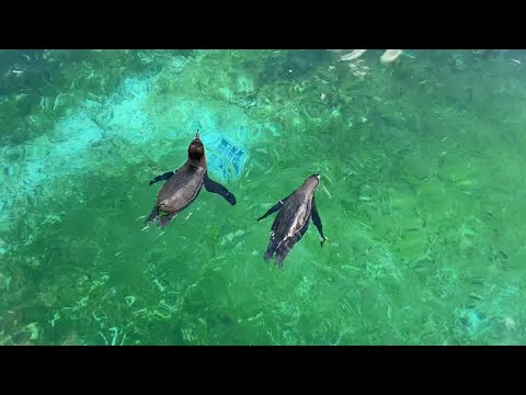 Humboldt Penguins at Copenhagen Zoo - 02/05/23