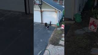 Video preview image #1 Chihuahua Puppy For Sale in Boonton, NJ, USA