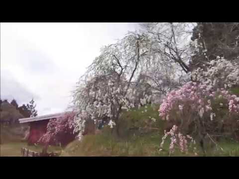 園芸 しだれレンギョウ