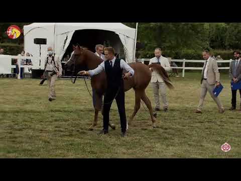 N 15 B A  NOYA   2020 ELRAN ARABIAN CUP   Yearling Fillies Class 3b