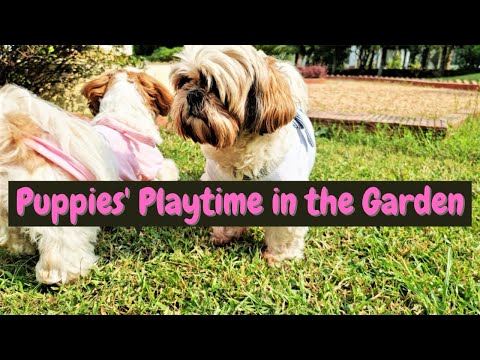 What my puppies eat while travelling | Puppies playing in the villa Video