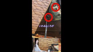 Download lagu 今さら恥ずかしくてピアニストに聞けないこと　#Shorts mp3