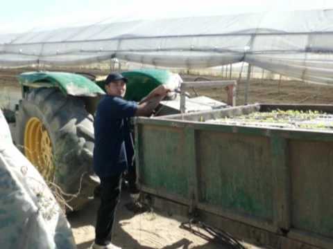 suceava ciobanii din DRAGUIESTI.mpg