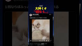 「１回は許してくれる」と言う大神ミオだが...【#ホロライブ #hololive #shorts #大神ミオ #ookamimio #猫 】