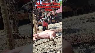 Download lagu Ma' Tinggoro' Tedong Toraja Utara (Pemotongan Kerbau) mp3 Download lagu Ma' Tinggoro' Tedong Toraja Utara (Pemotongan Kerbau) mp3