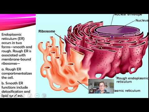 AP Biology Unit 2 Review Part 1