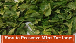 How to Preserve Mint for Long | How to Store Mint for over one year