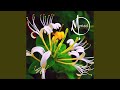 Honeysuckle