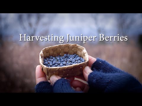 Meet Eastern Red Cedar: Gathering Juniper Berries