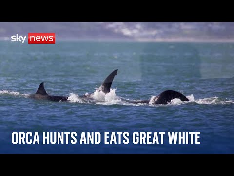 Orca whale hunts and kills great white shark in 'unprecedented' attack