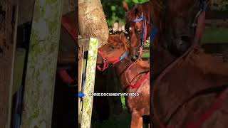 Download lagu Eps 77 | Natural Horse Breeding Documentary #horse  #animals #breeding #cavalos #shortvideo #pets mp3