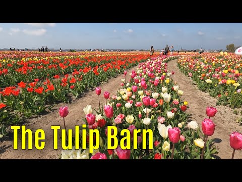 The Tulip Barn 2023 part 3