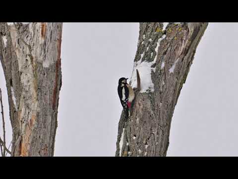 Renaissanceposaune Andrea Falconieri Passacaglia