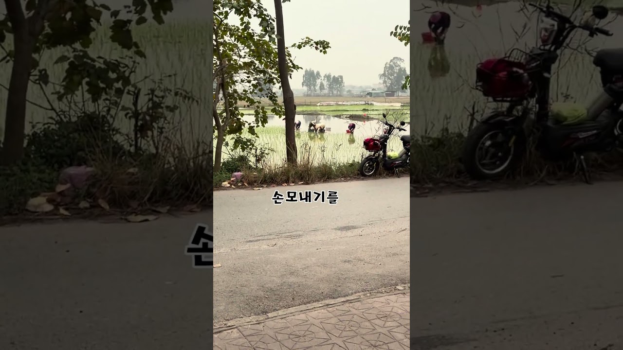 베트남에 겨울  #베트남 #하노이 #시골 #베트남사람 #호치민 #외국인 #쇼츠 #shorts