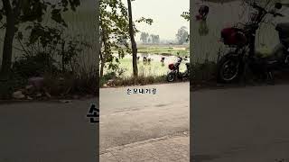 베트남에 겨울  #베트남 #하노이 #시골 #베트남사람 #호치민 #외국인 #쇼츠 #shorts
