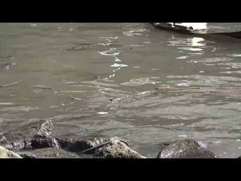 Edgewater Superfund Site