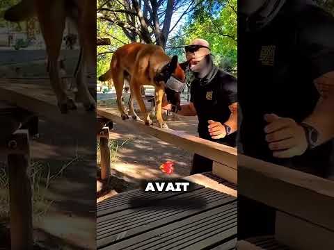 Ce chien rêvait d'être policier 🤯