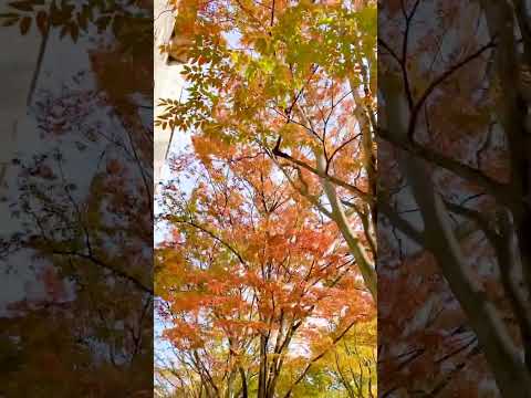 福岡工業大学 キャンパス風景 #shorts