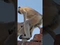 Monkey Sex