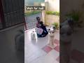 Wait For Last Shihtzu Dog Family Shihtzu Dog