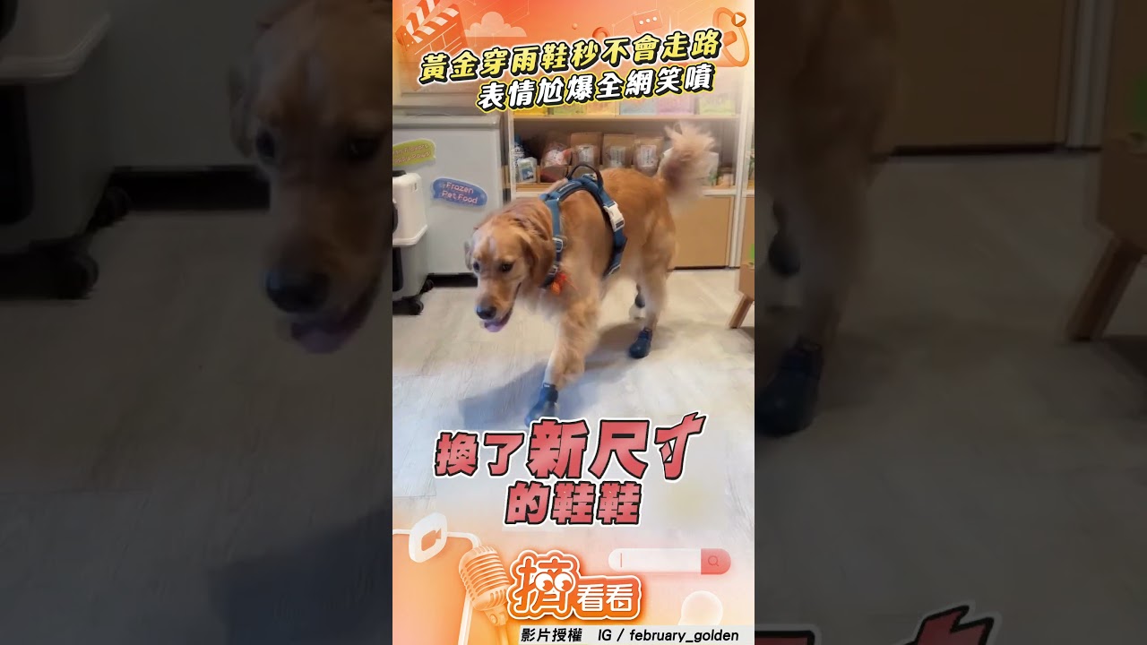 影音/黃金首穿雨鞋「忘記如何走路」! 「四肢不協調」表情尬爆全網笑噴
