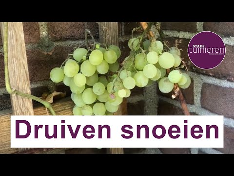 Urban gardening - Pruning grapes - Winter pruning #Vegetable garden