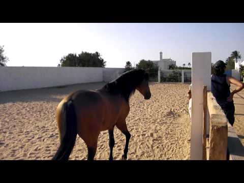 Mabrouk, 3 year old stallion