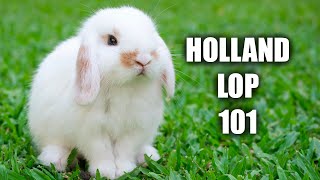 Holland Lop Behavior: The Truth About Holland Lop Rabbits!