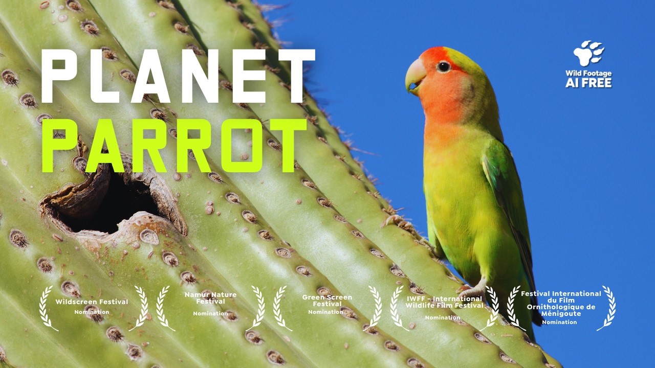 Wild Parrots Taking Over Your City | Full Documentary