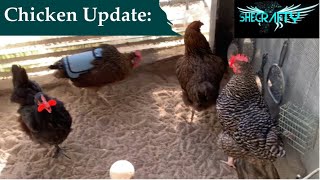 Update on the chickens and refreshing their area