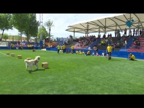 VI Concurso Canino Villa de La Nucía