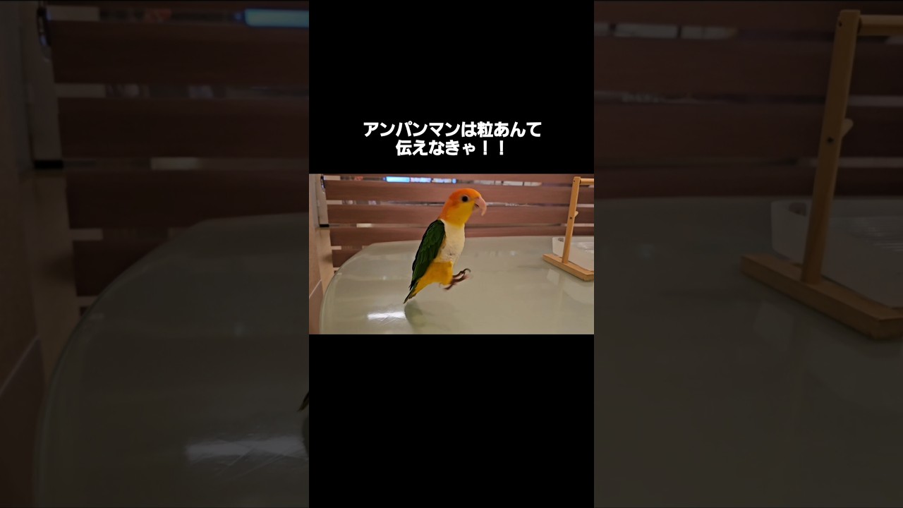 #shorts #エッホエッホの歌 #シロハラインコ