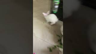 English Spot Rabbits Videos