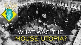 TL;DR - What Was the Mouse Utopia?
