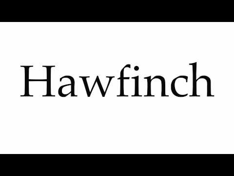 How to Pronounce Hawfinch