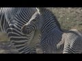 Zebra Foal Runs And Bucks At San Diego Zoo