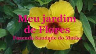 preview picture of video 'Conceição de Ipanema MG - Meu Jardim de Flores'