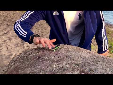 Danil Aldoshin - Beach Fingerboard Session